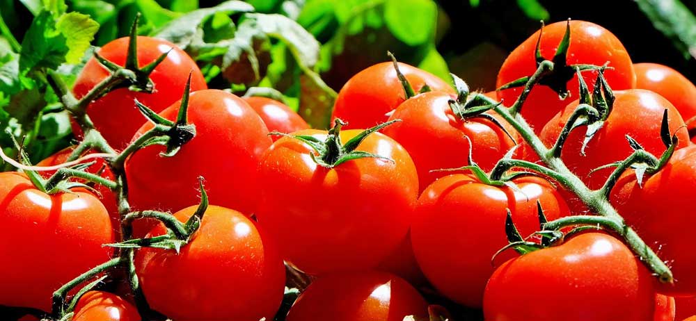 Vente de tomates au profit de la dystonie